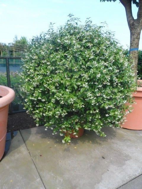 Toscaanse Jasmijn, Bolvorm (Trachelospermum Jasminoides ) 2 Toscaanse Jasmijn, Bolvorm (Trachelospermum Jasminoides ) - Afbeelding 2