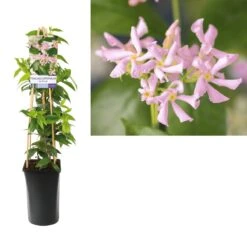 Roze Toscaanse Jasmijn (Trachelospermum 'Pink Air') -Green Roots Exporteren Winkel trachelospermum pink air light01 1
