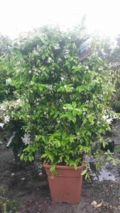 Toscaanse Jasmijn Als Leivorm(Trachelospernum Jasminoides) -Green Roots Exporteren Winkel trachelospernum jasm. leivorm 100125 2 2