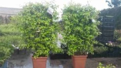 Toscaanse Jasmijn Als Leivorm(Trachelospernum Jasminoides) -Green Roots Exporteren Winkel trachelospernum jasm. leivorm 100125 3 1