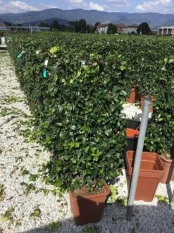 Toscaanse Jasmijn Als Leivorm(Trachelospernum Jasminoides) -Green Roots Exporteren Winkel trachelospernum jasminoides 90x50 cm 1