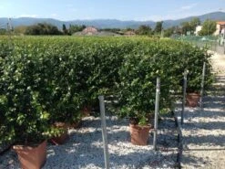 Toscaanse Jasmijn Als Leivorm(Trachelospernum Jasminoides) -Green Roots Exporteren Winkel trachelospernum jasminoides lage leivorm 1