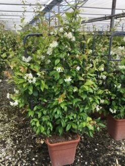 Toscaanse Jasmijn Als Leivorm(Trachelospernum Jasminoides) -Green Roots Exporteren Winkel trachelospernum jasminoides lage leivorm met bloem 1
