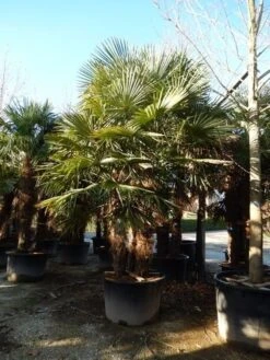 Winterharde Palm Meerstammig (Trachycarpus Fortunei) -Green Roots Exporteren Winkel trachycarpus fortunei 3 stammig 4