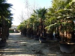 Winterharde Palm Meerstammig (Trachycarpus Fortunei) 10 Winterharde Palm Meerstammig (Trachycarpus Fortunei) -Green Roots Exporteren Winkel trachycarpus fortunei 3 stammig 2