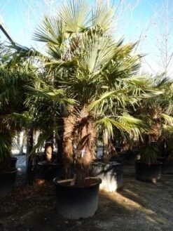Winterharde Palm Meerstammig (Trachycarpus Fortunei)
