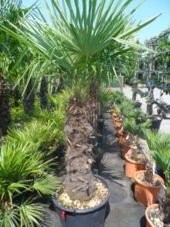 Winterharde Palm (Trachycarpus Fortunei) -Green Roots Exporteren Winkel trachycarpus fortunei 80 100stam 1