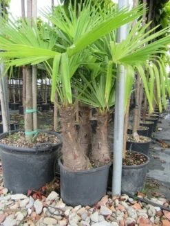 Winterharde Palm Meerstammig (Trachycarpus Fortunei) -Green Roots Exporteren Winkel trachycarpus fortunei multistam 3