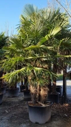 Winterharde Palm Meerstammig (Trachycarpus Fortunei) -Green Roots Exporteren Winkel trachycarpus meerstammig 1