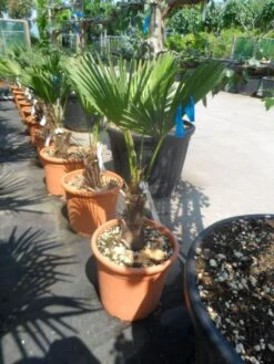 Winterharde Palm (Trachycarpus Wagnerianus) -Green Roots Exporteren Winkel trachycarpus wagnerianum 30stam c25 1