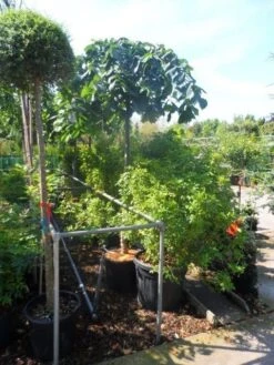 Treuriep (Ulmus Glabra 'Pendula') -Green Roots Exporteren Winkel ulmus glabra pendula 14 16 18ho cont