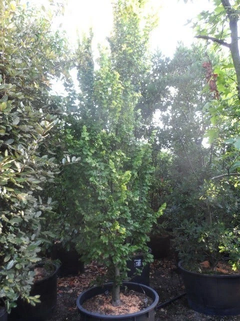 Goudiep (Ulmus Hollandica 'Wredei') 7 Goudiep (Ulmus Hollandica 'Wredei') - Afbeelding 7