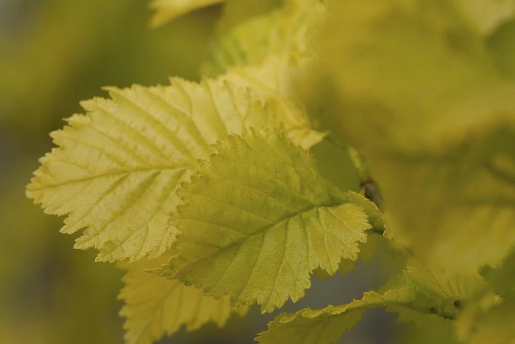 Goudiep (Ulmus Hollandica 'Wredei') 2 Goudiep (Ulmus Hollandica 'Wredei') - Afbeelding 2