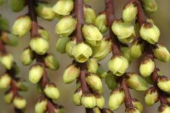 Staartaar (Stachyurus Praecox) -Green Roots Exporteren Winkel vaem00024 1