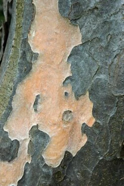 Grote Parrotia (Parrotia Persica) -Green Roots Exporteren Winkel vaem01237