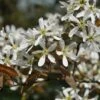 Krentenboom (Amelanchier Arborea 'Robin Hill')