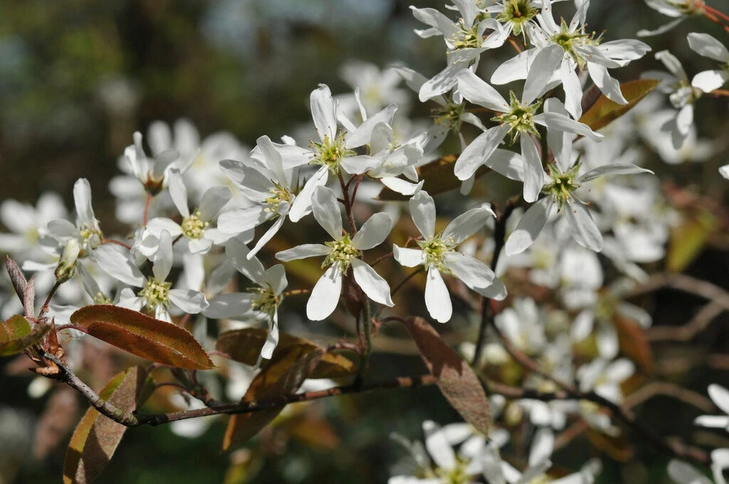 Krentenboom (Amelanchier Arborea 'Robin Hill') 1 Krentenboom (Amelanchier Arborea 'Robin Hill')