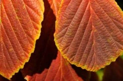 Toverhazelaar (Hamamelis Intermedia 'Diane') 8 Toverhazelaar (Hamamelis Intermedia 'Diane') -Green Roots Exporteren Winkel vaem06951 1