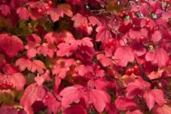 Gelderse Roos (Viburnum Opulus) -Green Roots Exporteren Winkel vaem08760 2