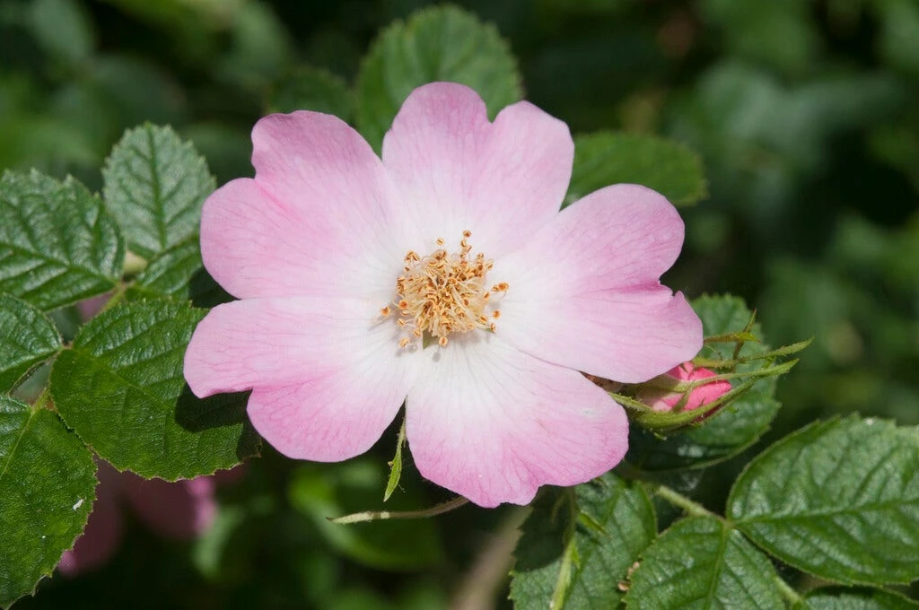 Ondoordringbare Haag, Hoog 3 Ondoordringbare Haag, Hoog - Afbeelding 3