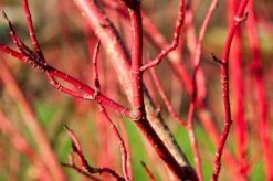 Nieuwe uitgaven -Green Roots Exporteren Winkel vaem09749