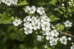 Nieuwe uitgaven -Green Roots Exporteren Winkel vaem13493 1