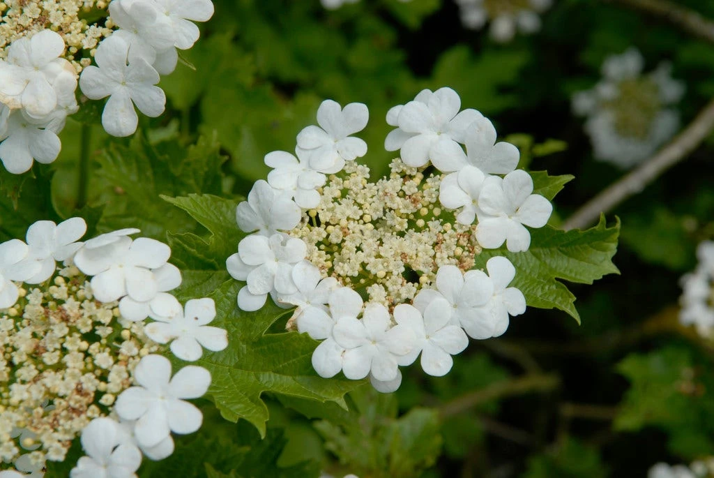 Gelderse Roos (Viburnum Opulus) 1 Gelderse Roos (Viburnum Opulus)