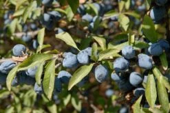 Nieuwe uitgaven -Green Roots Exporteren Winkel vami02169