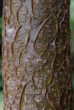 Maackia (Maackia Amurensis) -Green Roots Exporteren Winkel vami04434 2