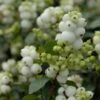 Sneeuwbes (Symphoricarpos 'Magical Galaxy®)