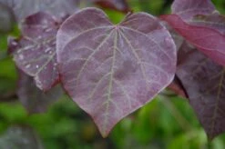Meerstammige Judasboom (Cercis Canadensis 'Forest Pansy')