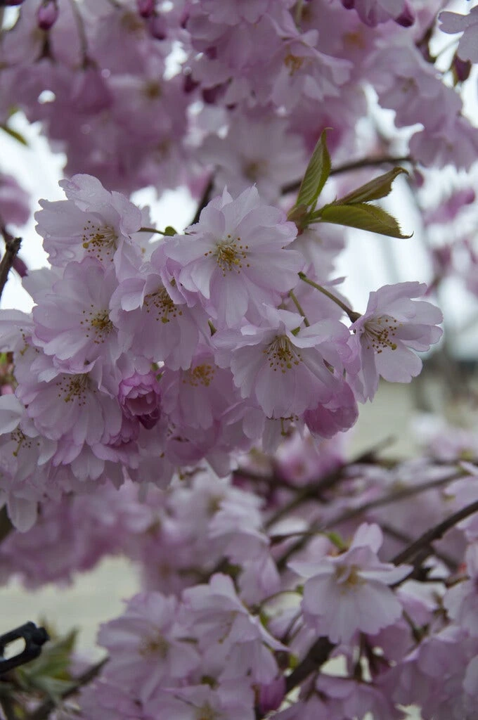 Zuilvormige Sierkers (Prunus 'Spire') 1 Zuilvormige Sierkers (Prunus 'Spire')