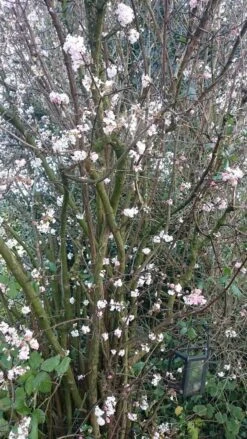 Sneeuwbal (Viburnum Bodnantense 'Charles Lamont') -Green Roots Exporteren Winkel viburnum bodn. charles lamont 1