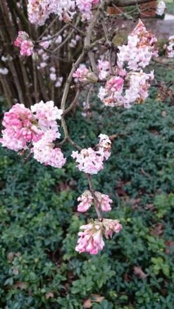 Sneeuwbal (Viburnum Bodnantense 'Dawn') -Green Roots Exporteren Winkel viburnum bodn. charles lamont 2 2