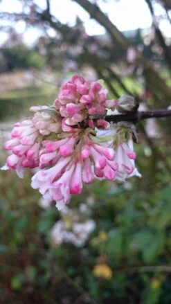 Sneeuwbal (Viburnum Bodnantense 'Charles Lamont') -Green Roots Exporteren Winkel viburnum bodn. charles lamont 3 2