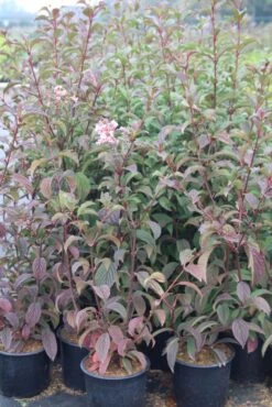 Sneeuwbal (Viburnum Bodnantense 'Dawn') -Green Roots Exporteren Winkel viburnum bodnantense dawn 5 2