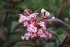 Sneeuwbal (Viburnum Bodnantense 'Dawn') -Green Roots Exporteren Winkel viburnum bodnantense dawn 6 2