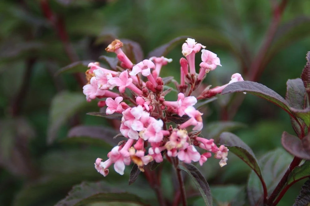 Sneeuwbal (Viburnum Bodnantense 'Dawn') 3 Sneeuwbal (Viburnum Bodnantense 'Dawn') - Afbeelding 3