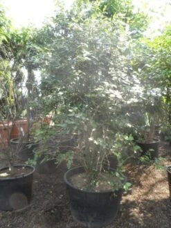 Sneeuwbal (Viburnum Burkwoodii) 16 Sneeuwbal (Viburnum Burkwoodii) -Green Roots Exporteren Winkel viburnum burkwoodii 200 250 300 c240