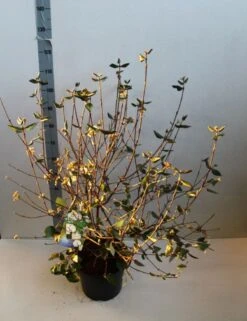 Sneeuwbal (Viburnum Burkwoodii) 15 Sneeuwbal (Viburnum Burkwoodii) -Green Roots Exporteren Winkel viburnum burkwoodii 80 100 cm co. 7.5l v kopie