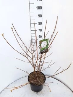 Sneeuwbal (Viburnum Carlcephalum) 9 Sneeuwbal (Viburnum Carlcephalum) -Green Roots Exporteren Winkel viburnum carlecephalum c10 v01