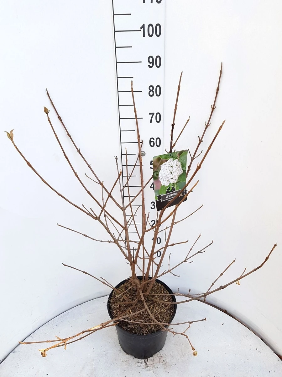 Sneeuwbal (Viburnum Carlcephalum) 5 Sneeuwbal (Viburnum Carlcephalum) - Afbeelding 5