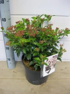 Groenblijvende Sneeuwbal (Viburnum Tinus 'Eve Price') 24 Groenblijvende Sneeuwbal (Viburnum Tinus 'Eve Price') -Green Roots Exporteren Winkel viburnum eve price c5 6 11 2018 2 1