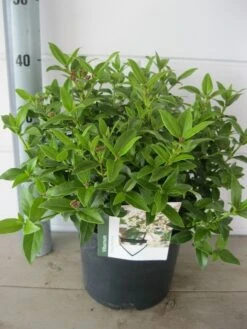 Groenblijvende Sneeuwbal (Viburnum Tinus 'Eve Price') 23 Groenblijvende Sneeuwbal (Viburnum Tinus 'Eve Price') -Green Roots Exporteren Winkel viburnum eve prise c5 14 9 2018 1