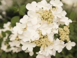 Japanse Sneeuwbal (Viburnum Plicatum 'Kilimandjaro Sunrise') -Green Roots Exporteren Winkel viburnum kil. sunrise 2 1