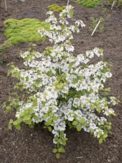Japanse Sneeuwbal (Viburnum Plicatum 'Kilimandjaro Sunrise') -Green Roots Exporteren Winkel viburnum kil. sunrise 4 1