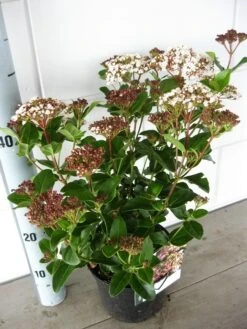 Sneeuwbal (Viburnum Tinus 'Lisa Rose') -Green Roots Exporteren Winkel viburnum lisarose c5 05 09 2017 1 1