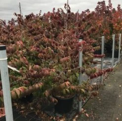 Japanse Sneeuwbal (Viburnum Plicatum 'Kilimandjaro Sunrise') -Green Roots Exporteren Winkel viburnum plic. kilimandjaro