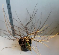 Sneeuwbal (Viburnum Plicatum 'Mariesii') -Green Roots Exporteren Winkel viburnum plic mariessii 80 10 cm co. 10lv kopie 1