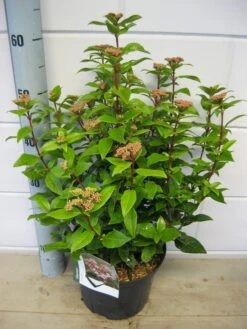 Sneeuwbal (Viburnum Tinus 'Spirit') -Green Roots Exporteren Winkel viburnum spirit c5 7 2 2019 1 1
